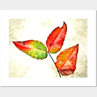 Leaves Colors Posters and Art